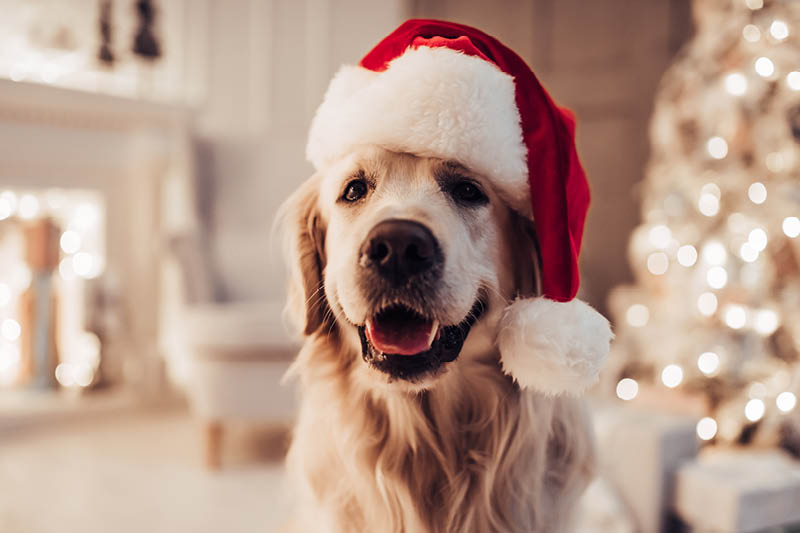 Weihnachtsgeschenke für Tiere - Hund mit Weihnachtsmütze